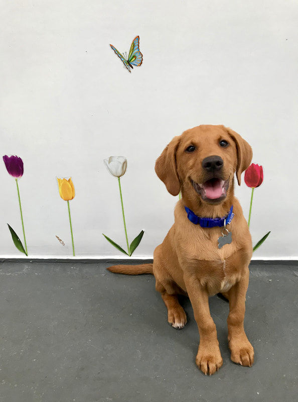 puppy class
